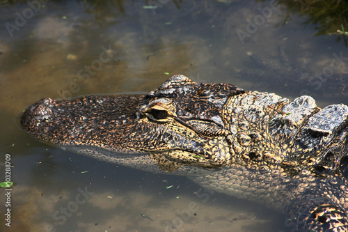 Alligator (Alligator mississippiensis) © TK520789441346