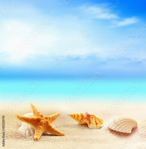  starfish on the sandy beach 