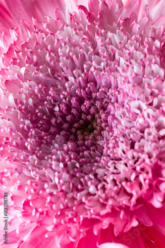 Fototapeta Naklejka Na Ścianę i Meble -  macro of a chrysanthemum