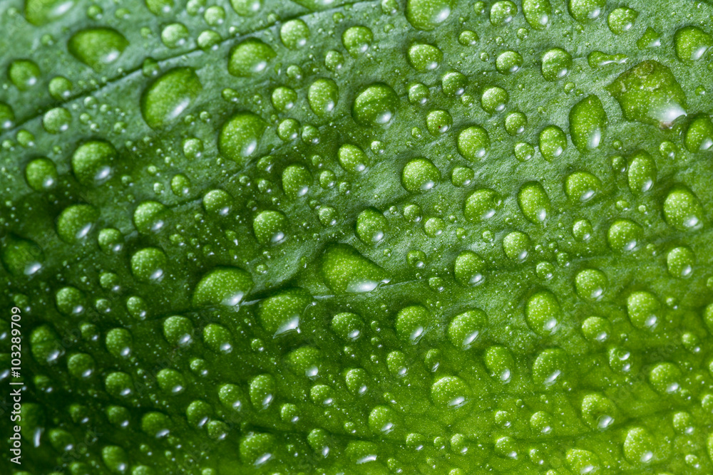 green leaf background with water drops 