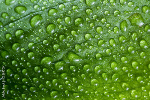 green leaf background with water drops 