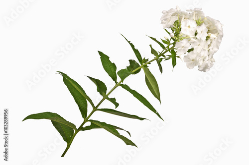 Photos Phlox