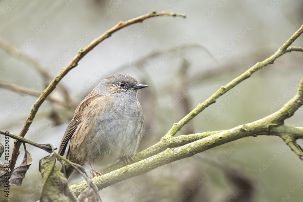 Dunnock perched in a bush Dunnock perched in a bush