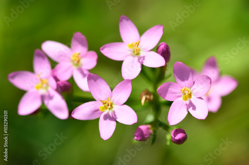 Common centaury (Centaurium erythraea) in flower. Delicate pink flowers on a plant growing in a limestone quarry, in the family Gentianaceae
 photo