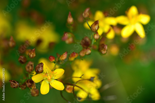 Slender St. John s-wort  Hypericum pulchrum . A yellow flower of a plant in the family Hypericaceae  growing in an meadow  