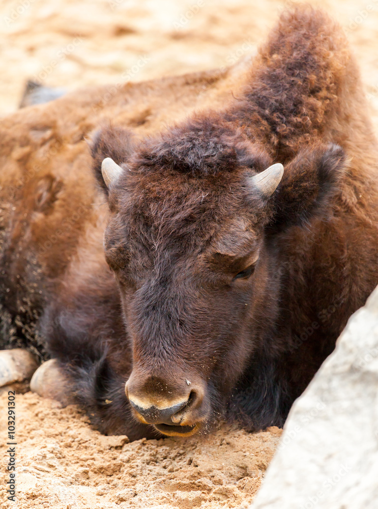 Fototapeta premium Bison / Wisent