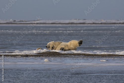 Polar Bear stretching