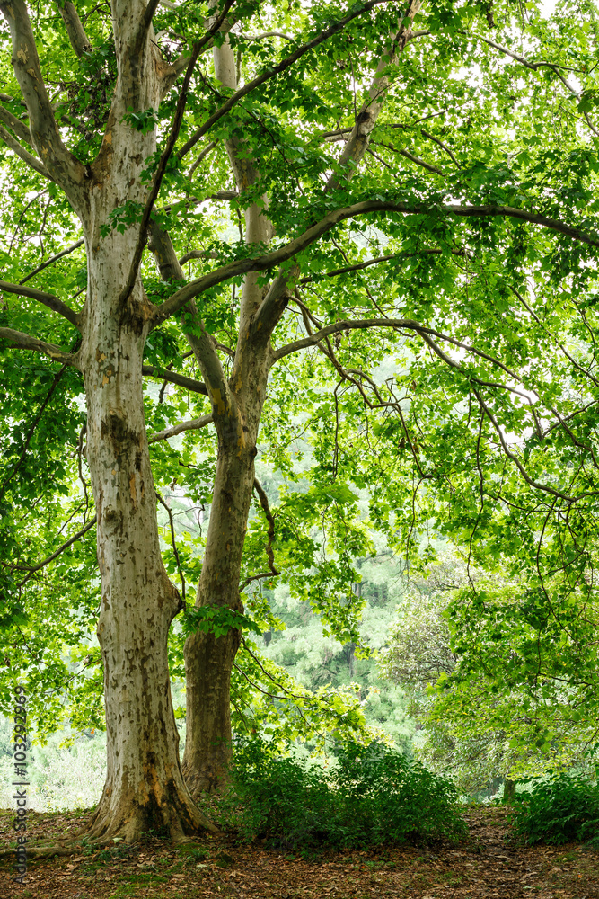 Green natural background of buttonwood trees in summer Stock Photo | Adobe  Stock