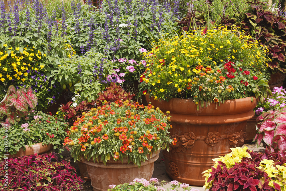 Container Garden full of Flowers and plants