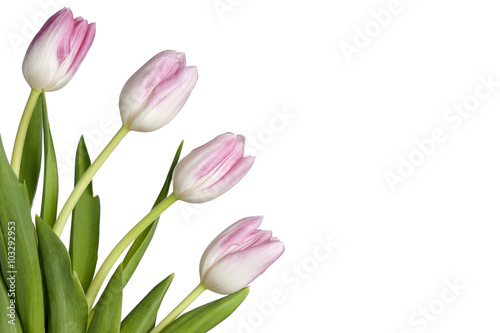 Fototapeta Naklejka Na Ścianę i Meble -  Four pastel pink tulips isolated on a white background