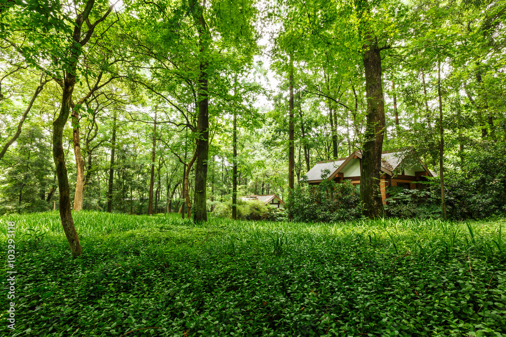 Green natural scenery in the quiet forest Green natural scenery in the quiet forest