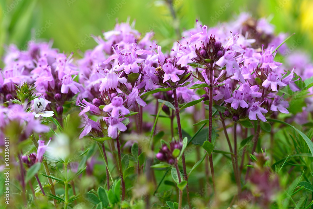 Wild thyme (Thymus serpyllum). A dense group of purple flowers of this aromatic herb in the family Lamiaceae
Wild thyme (Thymus serpyllum). A dense group of purple flowers of this aromatic herb in the family Lamiaceae