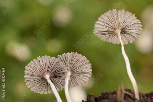 Fototapeta Naklejka Na Ścianę i Meble -  Parasol mushrooms Coprinus plicatilis with green background