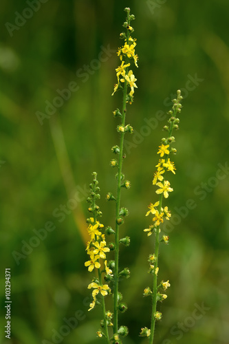 Agrimony (Agrimonia eupatoria) flower spikes. Yellow flower spikes of a plant in the rose family (Rosaceae), growing on calcareous grassland 