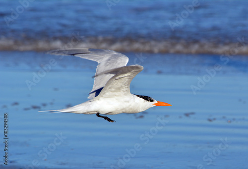 Royal Tern in Flight/Royal Tern sea bird flying low.