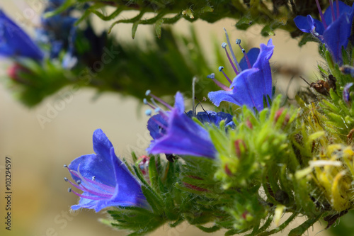 Viper's bugloss (Echium vulgare) close up. Blue flowers on a coarsely hairy plant in flower on the British coast, in the family Boraginaceae   © iredding01