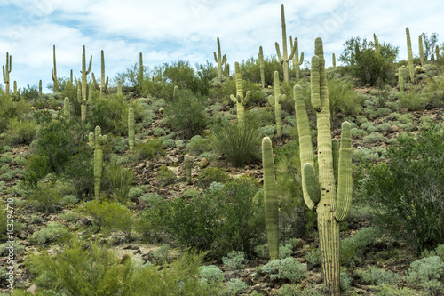 The Beautiful Diverse Landscape of Arizona
