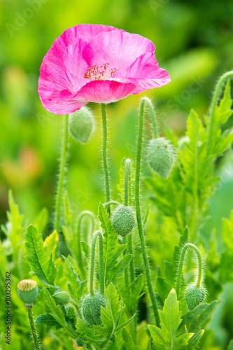 Close up of purple puppy