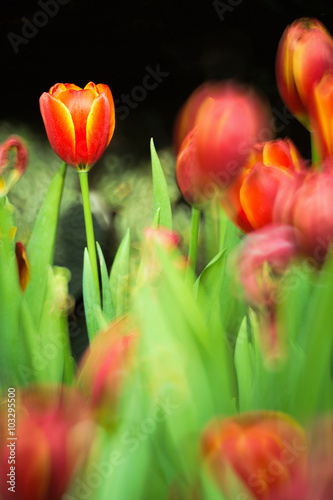 Red tulips field