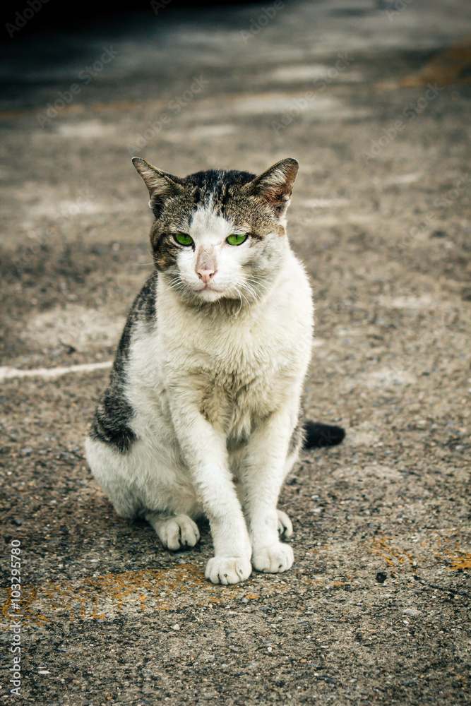 Naklejka premium Tajski bezpański kot.