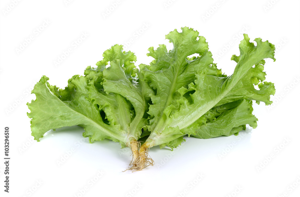 Fresh green lettuce in the basket isolated on a white background Fresh green lettuce in the basket isolated on a white background