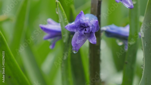 Hyacinthus orientalis purple flower  and waterdrops  shallow DOF 4K 3840X2160 UHD footage - Common Hyacinthus plant in green garden  after rain natural 4K 2160p UltraHD video photo
