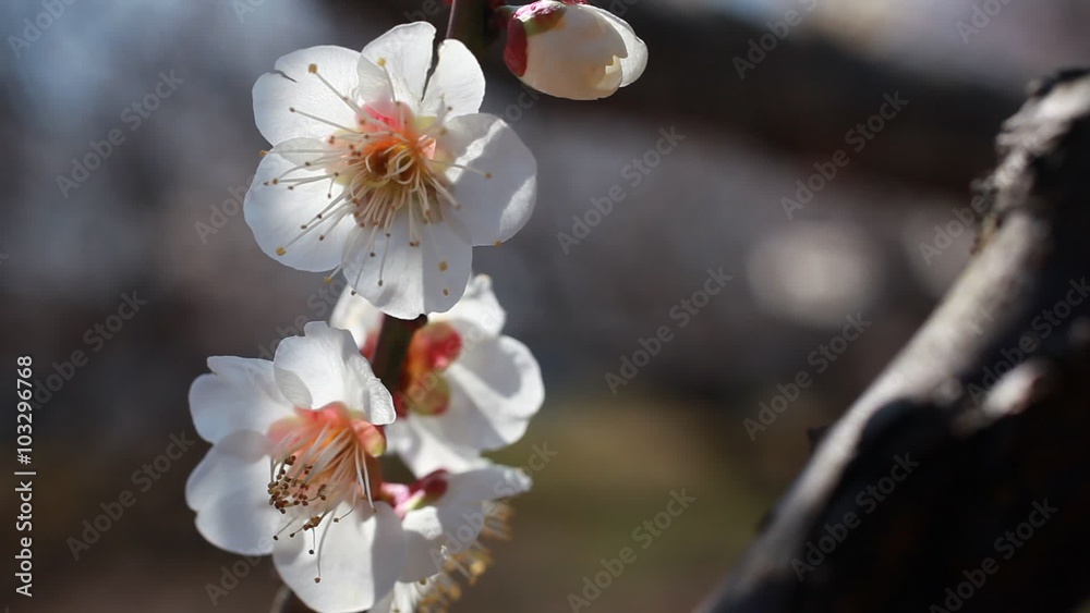 梅の花 梅の花