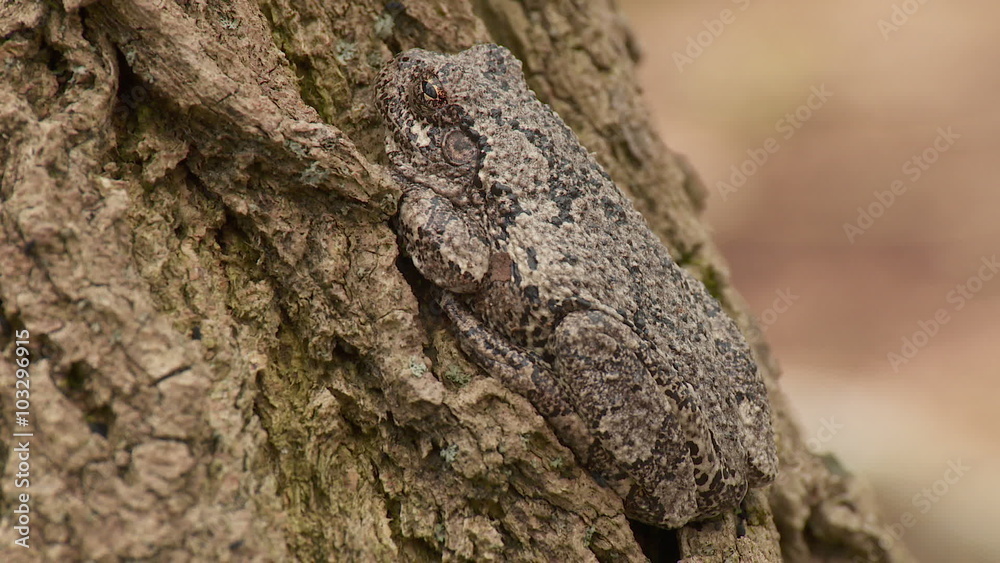 Gray Treefrog (Hyla versicolor) 1 Gray Treefrog (Hyla versicolor) 1