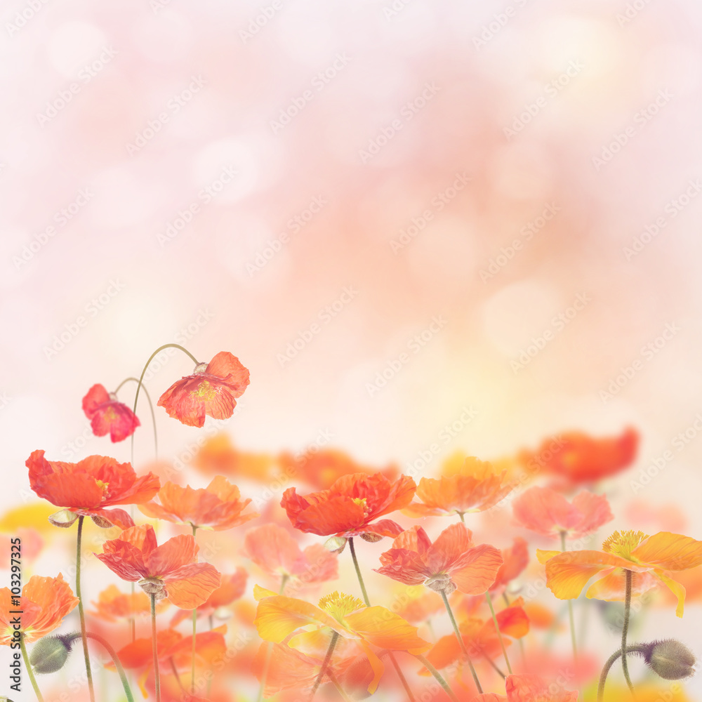 Poppy Flowers Blossom