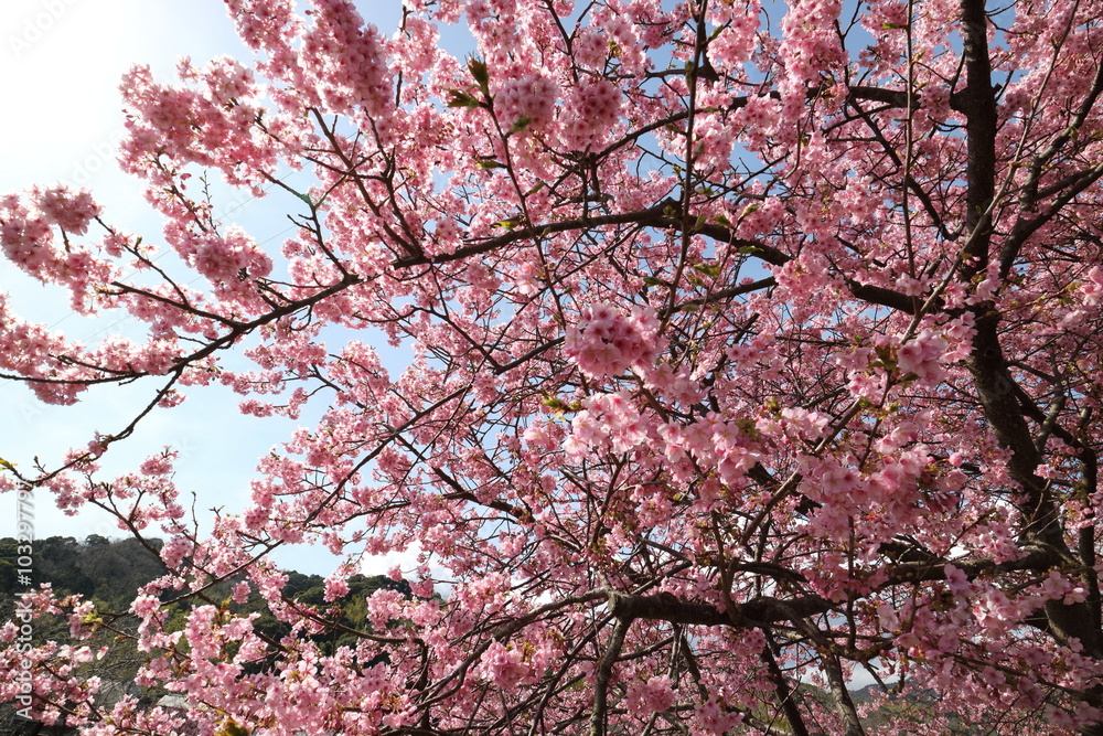 河津桜 河津桜