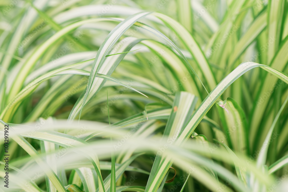 Green grass background texture.