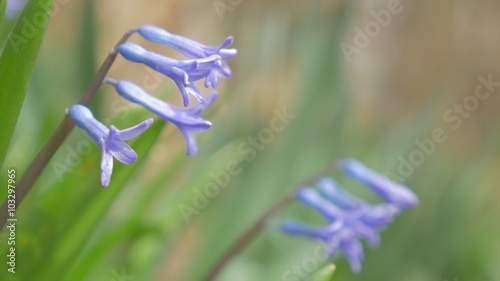 Hyacinthus orientalis purple flower shallow DOF in the garden 4K 3840X2160 UHD footage - Common Hyacinthus plant in green garden environment 4K 2160p UltraHD video photo