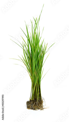 Seedlings Rice on white background