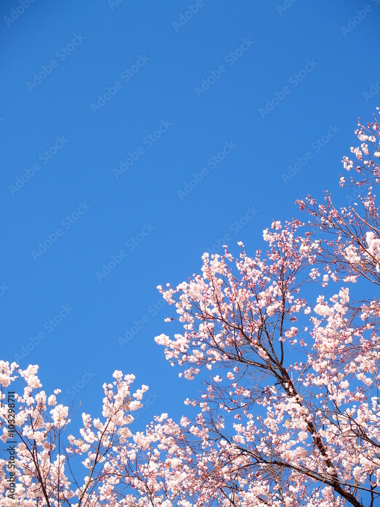 青空と桜