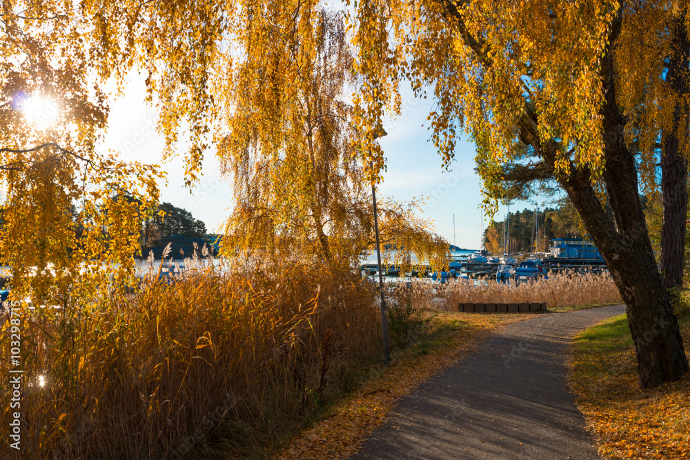 The yellow autumn leaves of a silver birch (Betula Pendula) hang down over a path along a marina in Nynashamn, Sweden on an early sunny autumn morning.