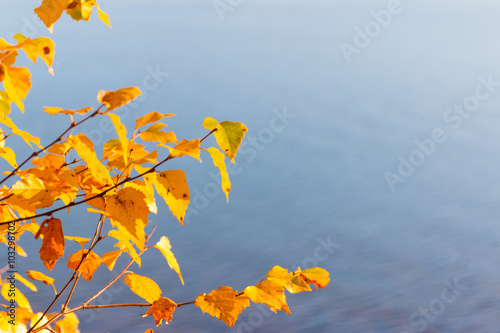 Autumn colored silver birch bransches against blue sea photo