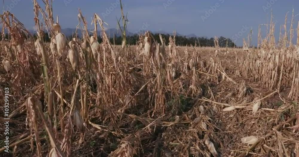 Moving shot of corn fields devastated by drought and hail
