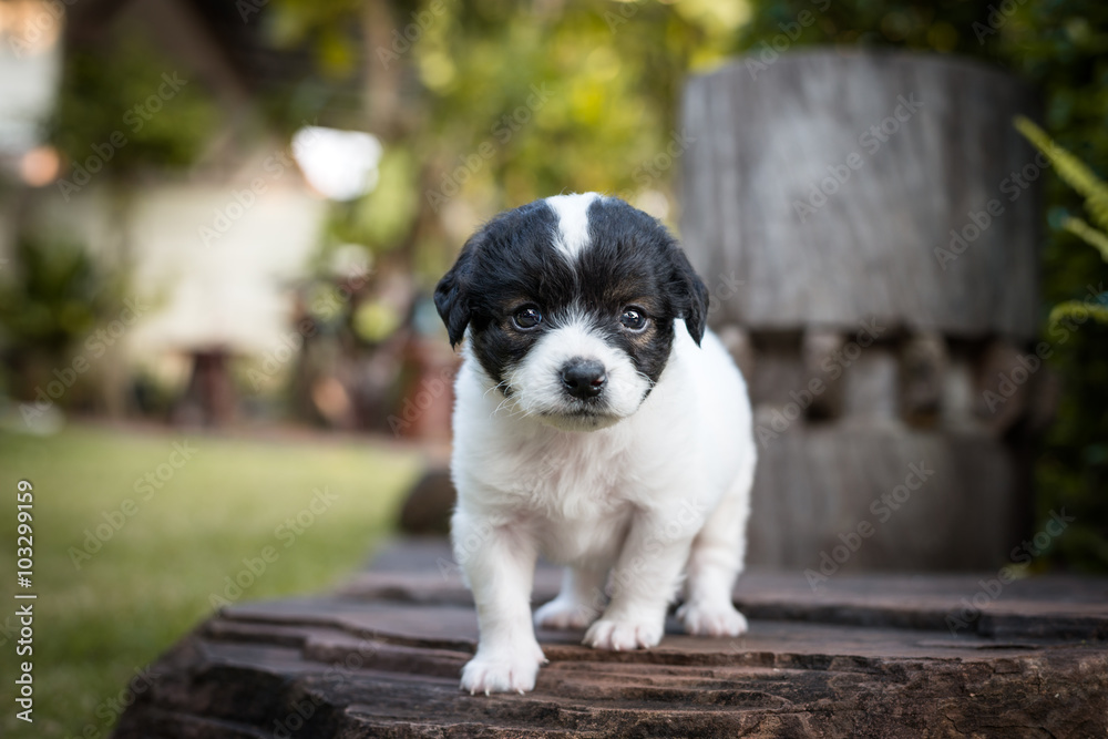 puppy dog in garden puppy dog in garden