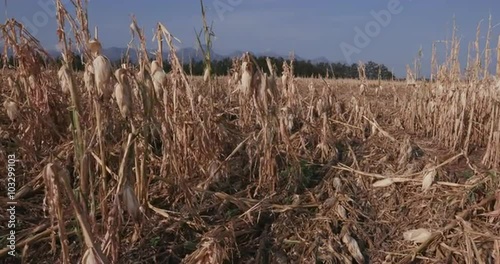 Moving shot of corn fields devastated by drought and hail photo