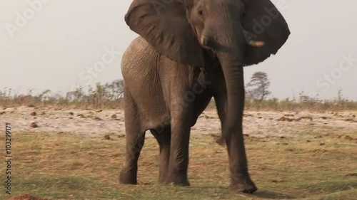 Elephant bull moving aggressively towards the camera