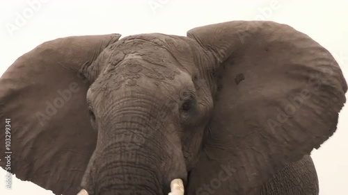 Tight portrait of elephant bull looking aggressively at camera