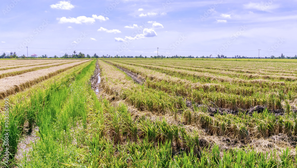 Harvested paddy rice field with blue sky background