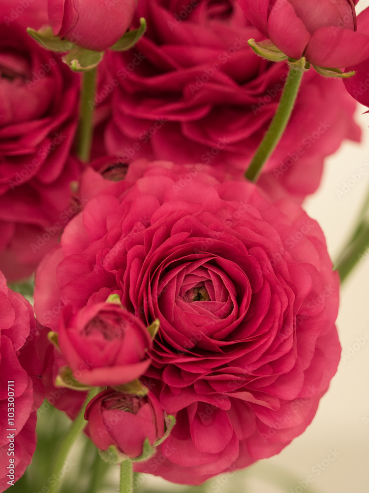 Fototapeta premium Ranunculus