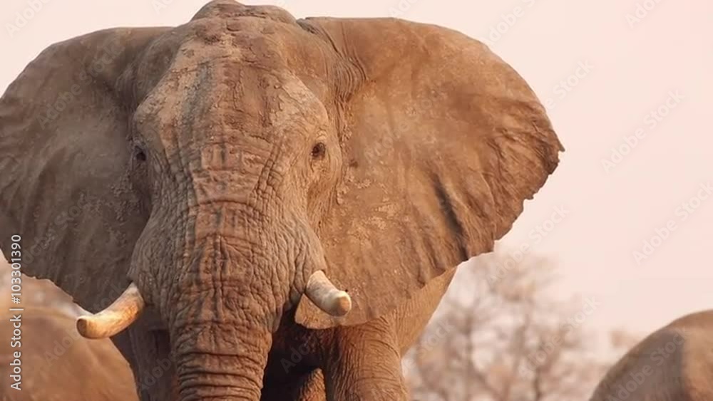 Portrait of elephants with ears extended looking at camera Portrait of elephants with ears extended looking at camera