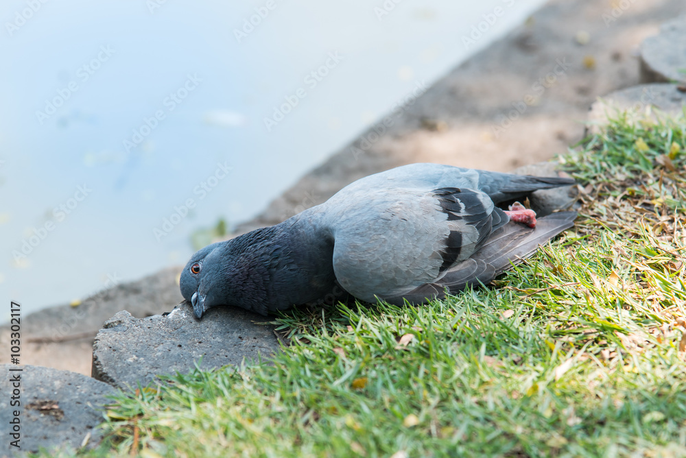 Fototapeta premium Dead bird