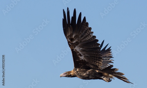 Australian Wedge-tailed eagle, Aquila audax, in flight with blue sky behind photo