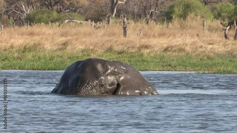 An elephant bull swimming and playing in the water of a river in the Okavango Delta An elephant bull swimming and playing in the water of a river in the Okavango Delta