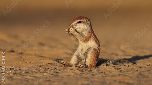 Small ground squirrel (Xerus inaurus) feeding, Kalahari desert, South Africa photo