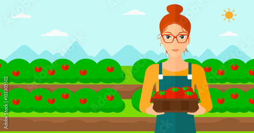 Farmer collecting tomatos.