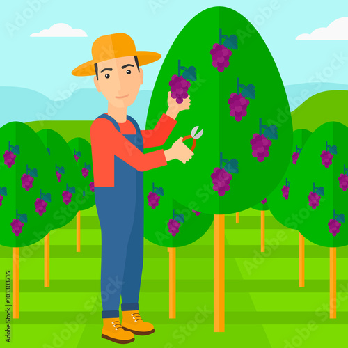 Farmer collecting grapes.